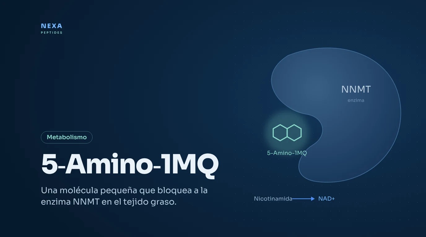 Portada de 5-Amino-1MQ: molécula que bloquea la enzima NNMT – Nexa Peptides