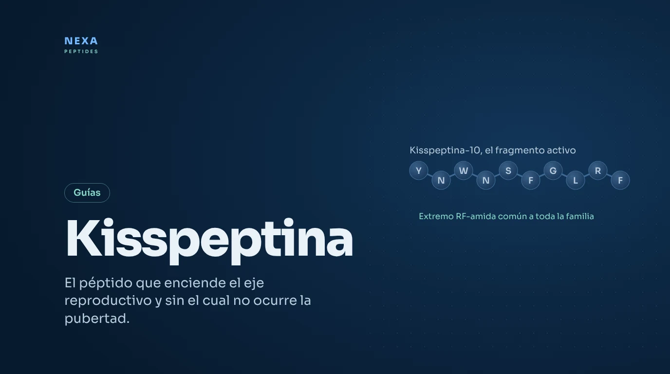 Portada de Kisspeptina: secuencia del fragmento activo kisspeptina-10 – Nexa Peptides