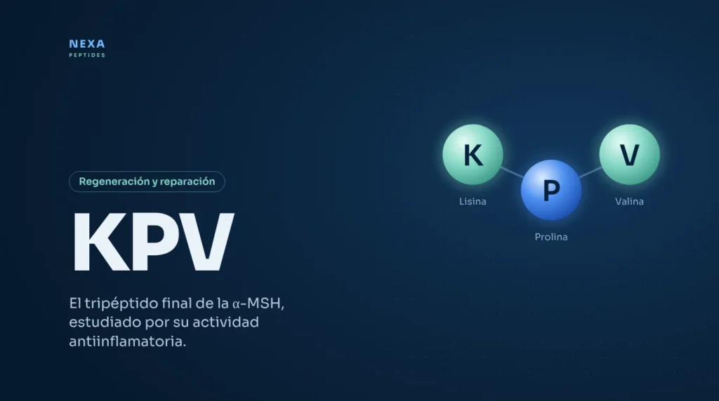 Portada de KPV: tripéptido de lisina, prolina y valina – Nexa Peptides