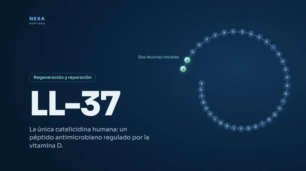 Portada de LL-37: secuencia de 37 aminoácidos de la catelicidina humana – Nexa Peptides