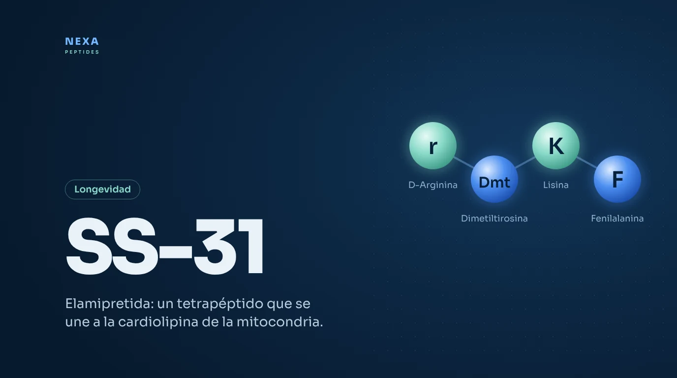 Portada de SS-31: tetrapéptido D-Arg-Dmt-Lys-Phe – Nexa Peptides